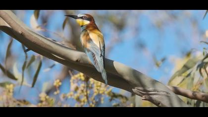 Beyond the City | Birding