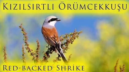 Kızılsırtlı Örümcekkuşu