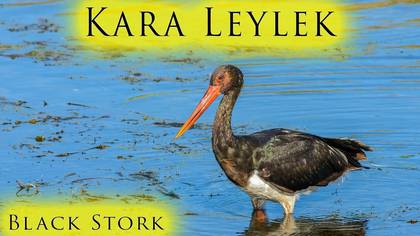 Kara Leylek