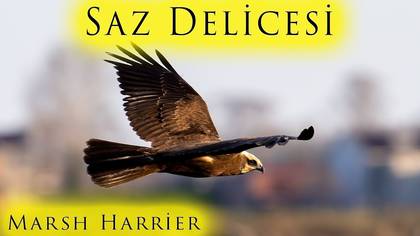 Saz Delicesi