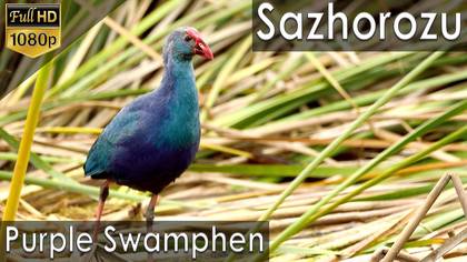 Saz horozu