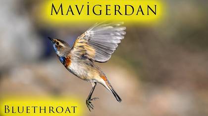 Mavigerdan