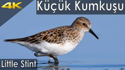 Küçük Kumkuşu
