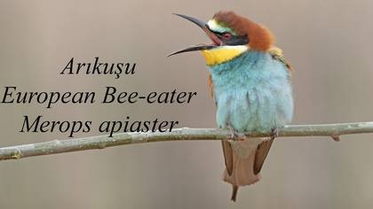 Arıkusu - European Bee eater