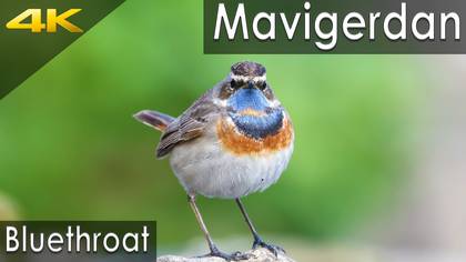 Mavigerdan 
