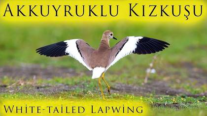 Akkuyruklu Kızkuşu