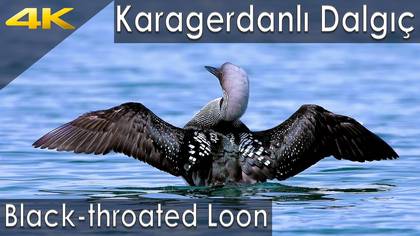 Karagerdanlı Dalgıç
