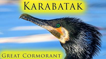 Karabatak