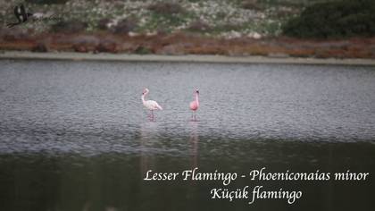 Küçük Flamingo