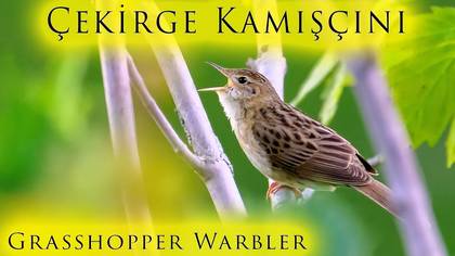 Çekirge Kamışçını