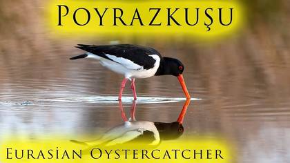Poyrazkuşu