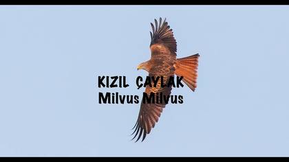 Kızıl Çaylak