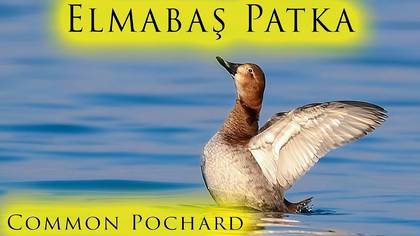 Elmabaş Patka