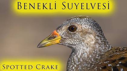 Benekli Suyelvesi