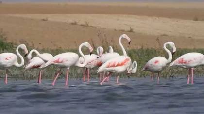 Flamingo