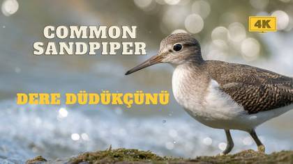 Dere Düdükçünü