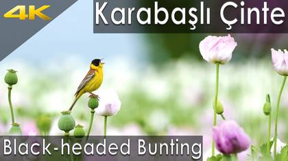Karabaşlı Çinte