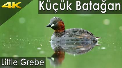 Küçük Batağan