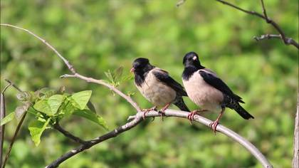 Alasığırcık