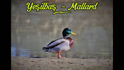 Yeşilbaş 