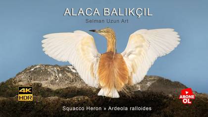 Alacabalıkçıl / Trabzon