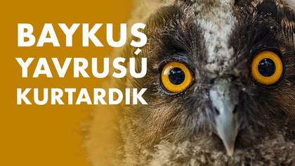 Yavru Baykuş Maceramız