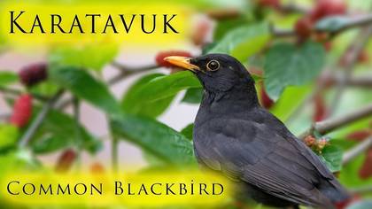 Karatavuk / Common Blackbird