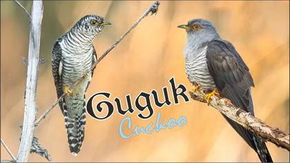 Guguk