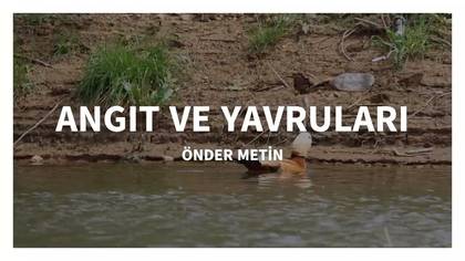 ANGIT VE YAVRULARI..ILGIN