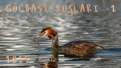 GÖLBAŞI KUŞLARI - 2
