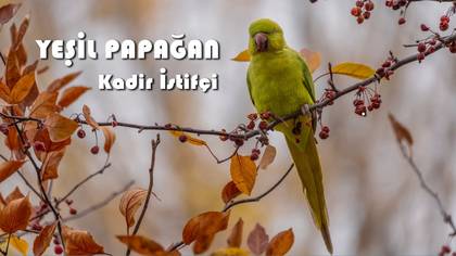YEŞİL PAPAĞAN