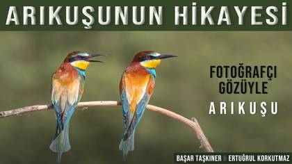 Arıkuşunun Hikayesi