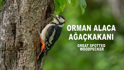 Orman Alaca Ağaçkakanı