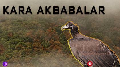 ONLARCA KARA AKBABA 
