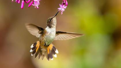 Volcano Hummingbird