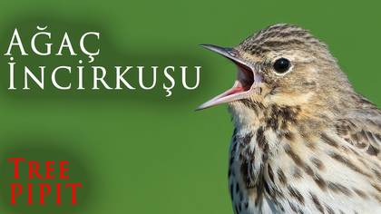 Ağaç İncirkuşu