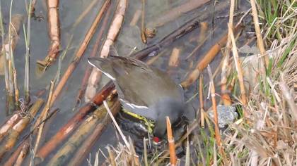 Su tavuğu - Common Moorhen 