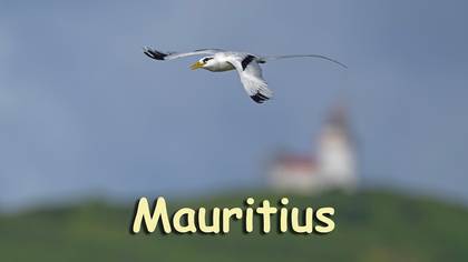 Tropicbird - Mauritius