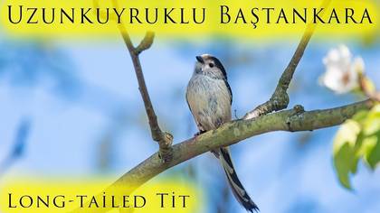 Uzunkuyruklu Baştankara