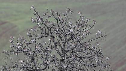 Kuş ağacı