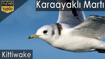Karaayaklı martı