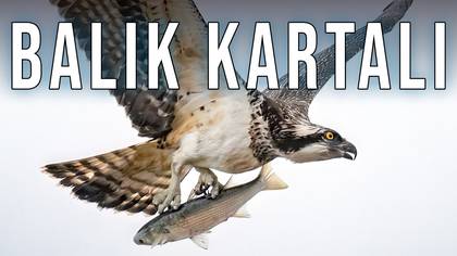 Balık kartalı video