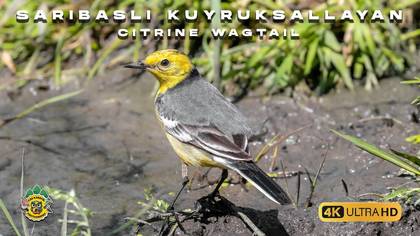Sarıbaşlı Kuyruksallayan