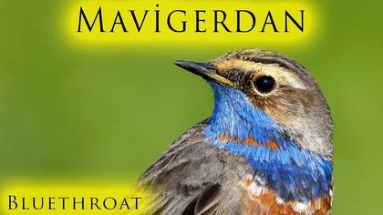 Mavigerdan