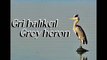 Gri balıkçıl 