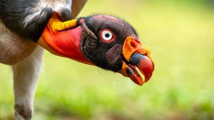 Kral Akbaba (King Vulture)