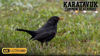 Karatavuk