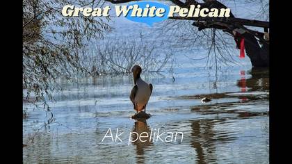 Ak pelikan