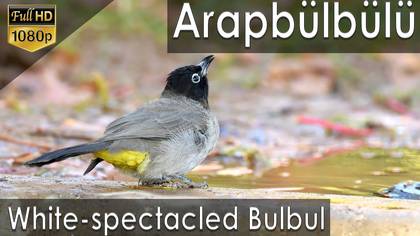 Arapbülbülü