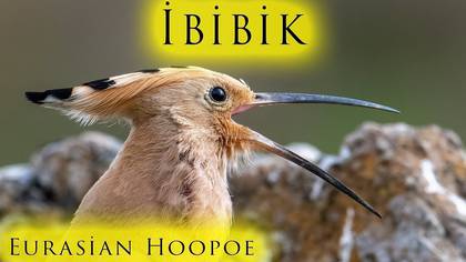 İbibik